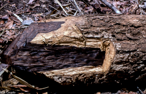 African-blackwood