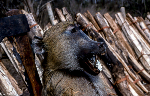 Yellow Baboon, Mocímboa da Praia, Mozambique, photo 7 of 10