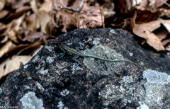 Platysaurus maculatus maculatus
