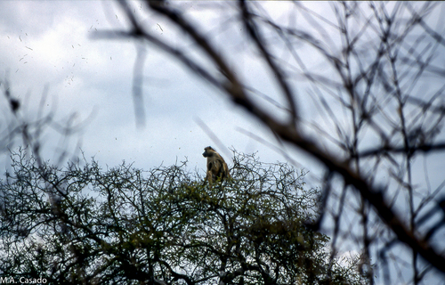Yellow Baboon