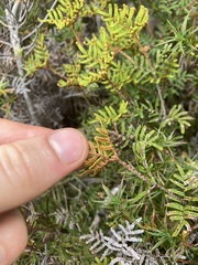 Gleichenia alpina