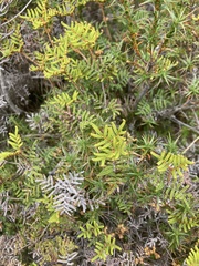 Gleichenia alpina