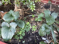 Typhonium roxburghii