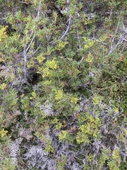 Gleichenia alpina