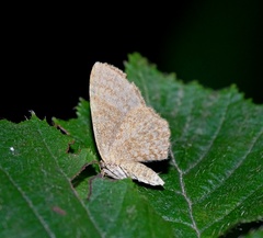 Euchoeca nebulata