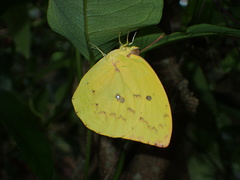 Catopsilia gorgophone