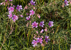 Geranium linearilobum