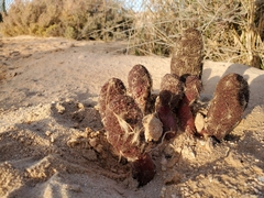 Cynomorium coccineum