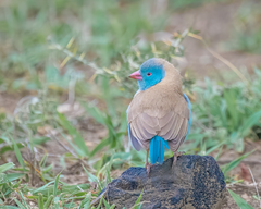 Uraeginthus cyanocephalus