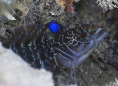 Ruanoho decemdigitatus