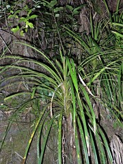 Freycinetia banksii
