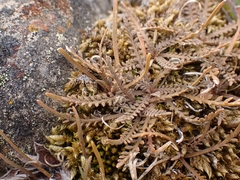 Lepidium solandri