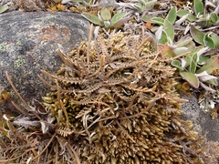 Lepidium solandri