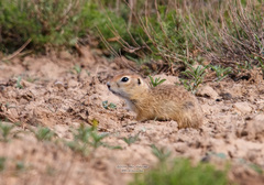 Spermophilus pygmaeus