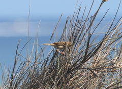 Cisticola cherina