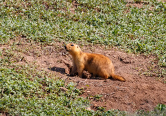 Spermophilus fulvus