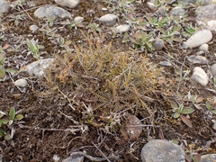 Lepidium solandri