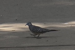 Geopelia placida placida