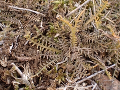 Lepidium solandri