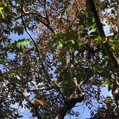 Sapindus mukorossi