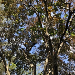 Sapindus mukorossi
