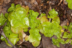 Phedimus stellatus