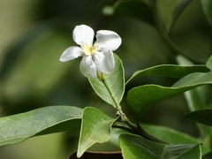 Melodinus suaveolens