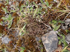 Lepidium solandri