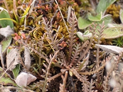 Lepidium solandri