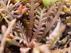 Lepidium solandri