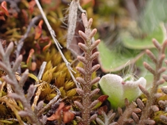 Lepidium solandri