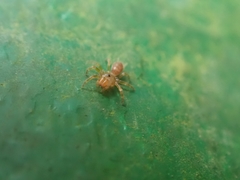 Atypus karschi