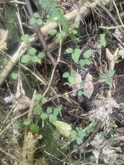 Clematis cunninghamii