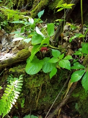 Trillium vaseyi