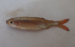 Micralestes acutidens