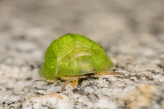 Cassida hemisphaerica