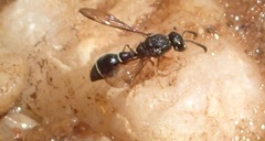Pseudonortonia