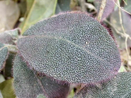 Ardisia mamillata, photograph 6