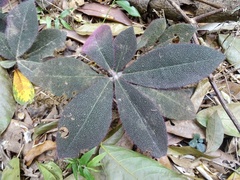 Ardisia mamillata