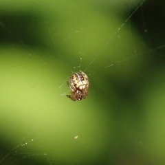 Araneus ejusmodi