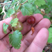 Ribes sericeum - Photo (c) janinalarenas, alguns direitos reservados (CC BY-NC), uploaded by janinalarenas