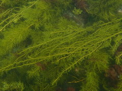 Cystophora moniliformis