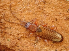 Dendrophagus crenatus