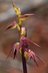 Genoplesium filiforme