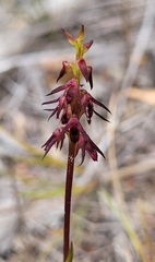 Genoplesium filiforme