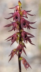 Genoplesium filiforme