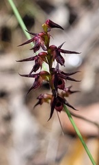 Genoplesium filiforme