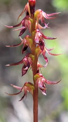 Genoplesium filiforme