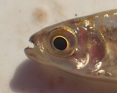 Micralestes acutidens