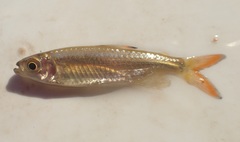 Micralestes acutidens